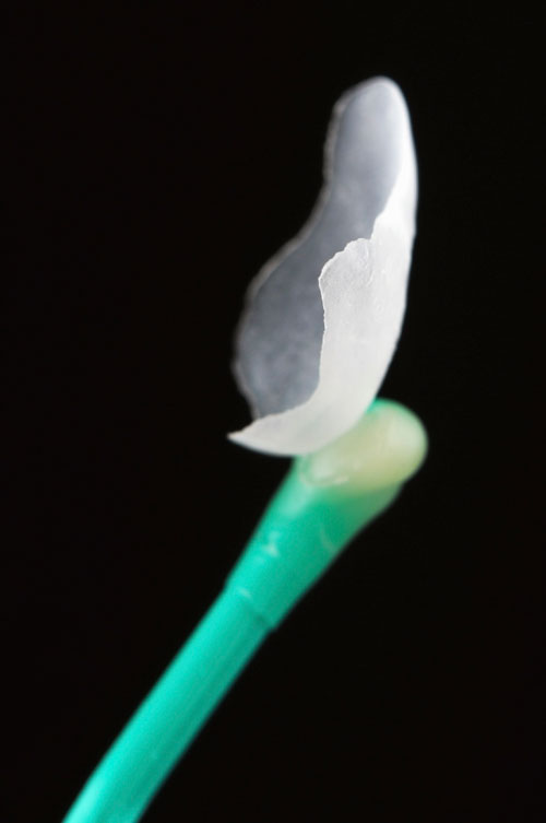 Close up of a Porcelain Veneer on a cotton swab from Dental Implant Center at Walnut Creek in Walnut Creek, CA
